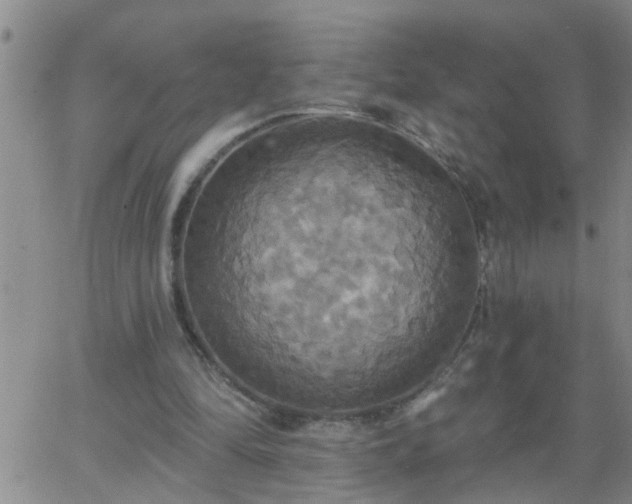 X0000063510294200601271817