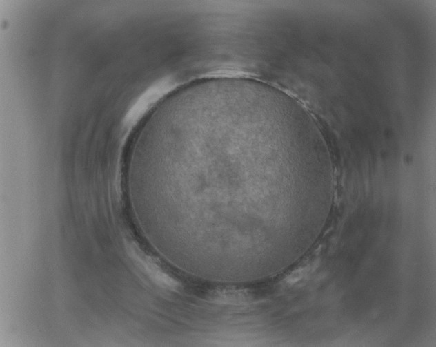 X0000063510296200601271817