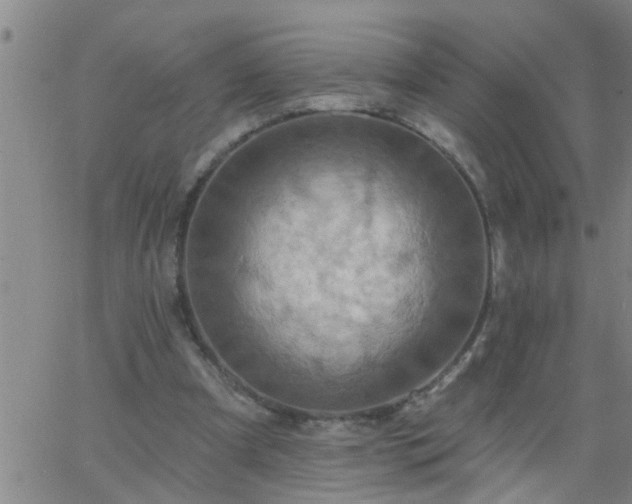 X0000063510297200601271817