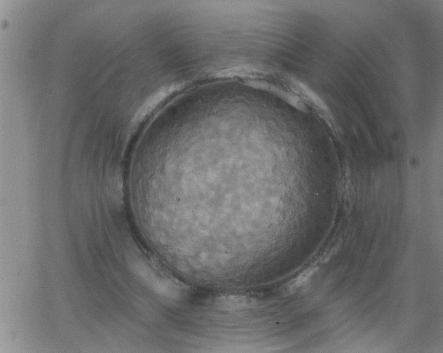 X0000063510298200601271817