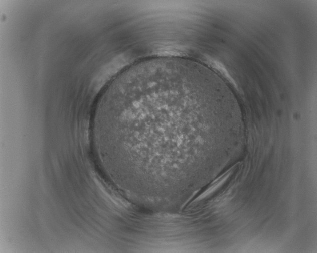 X0000063510299200601271817