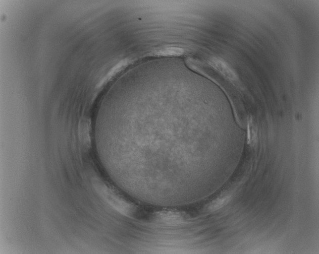 X0000063510300200601271817