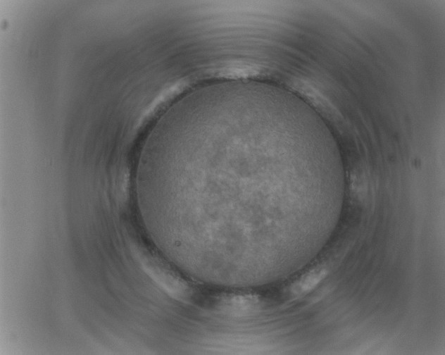 X0000063510304200601271817