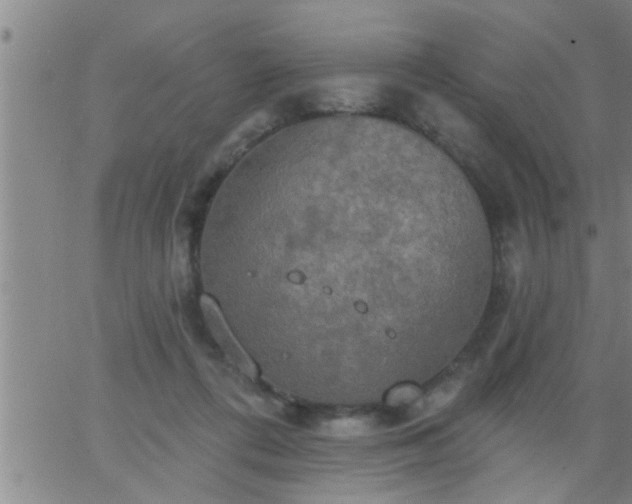 X0000063510312200601271817