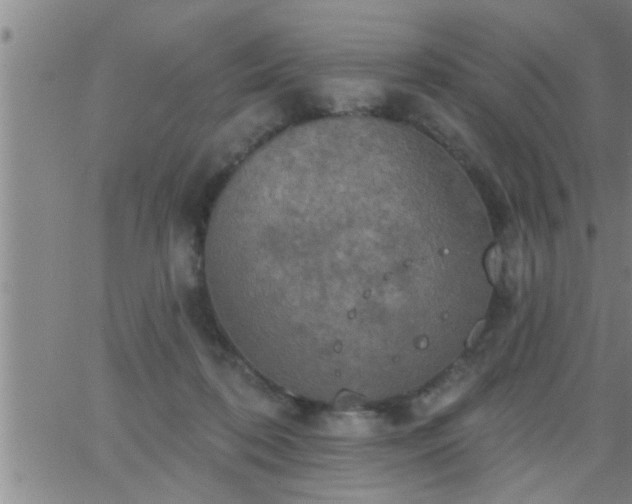 X0000063510316200601271817