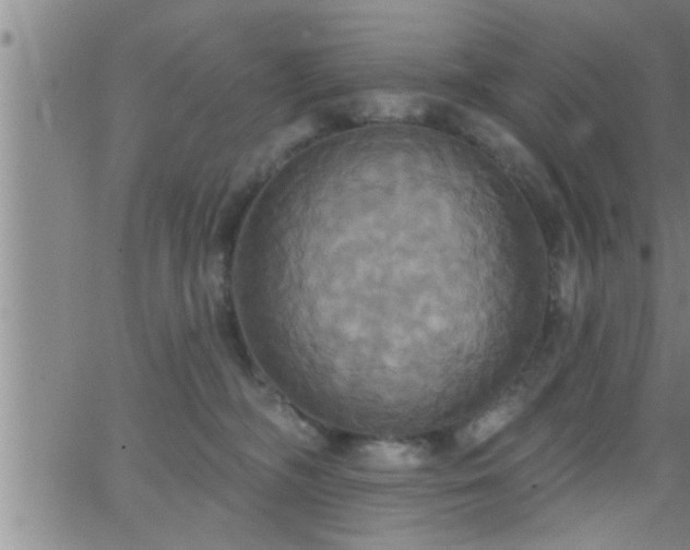 X0000063510326200601271817