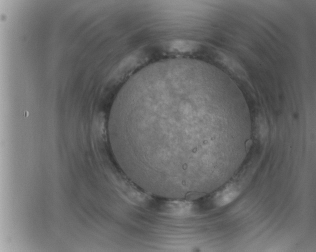 X0000063510328200601271817