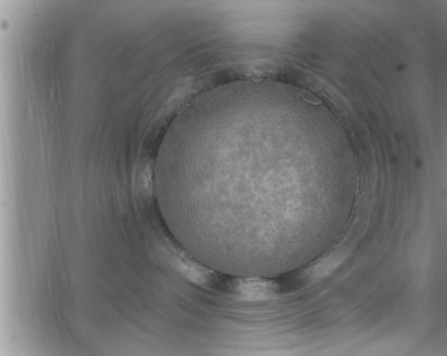 X0000063510336200601271817