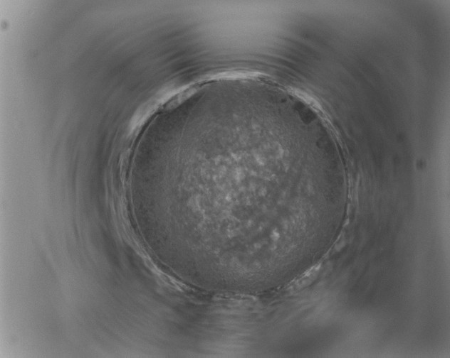 X0000063510337200601271816