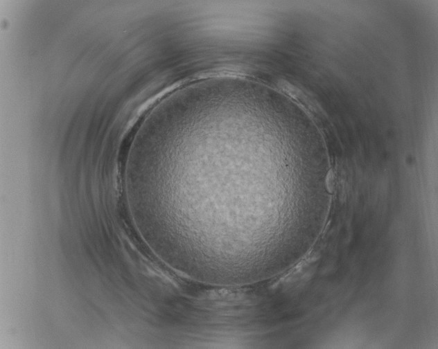 X0000063510338200601271816