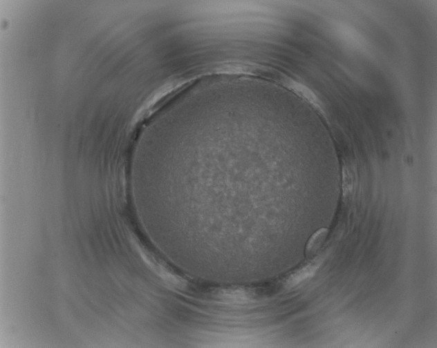 X0000063510349200601271816