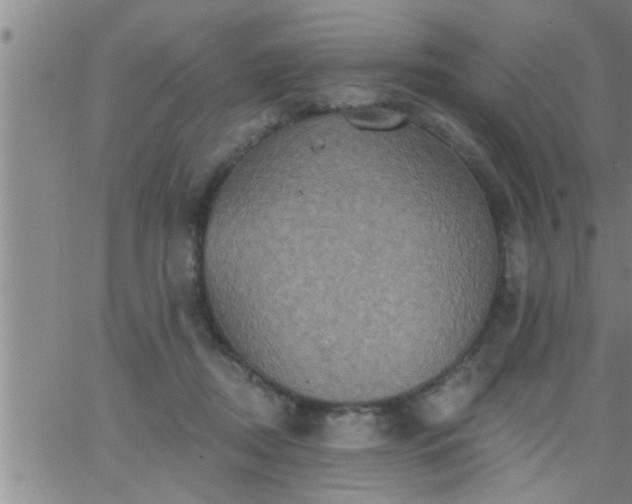 X0000063510362200601271816