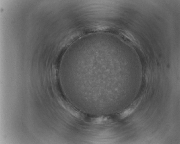 X0000063510366200601271816