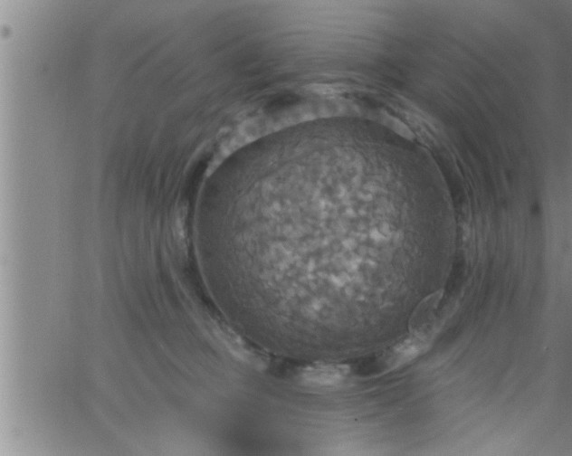 X0000063510373200601271817