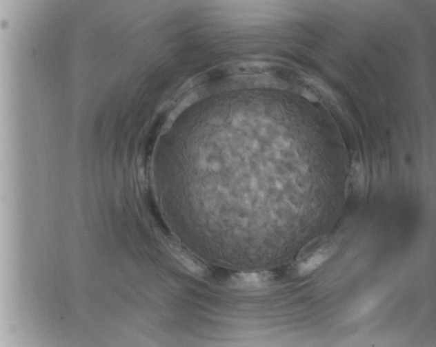 X0000063510381200601271817