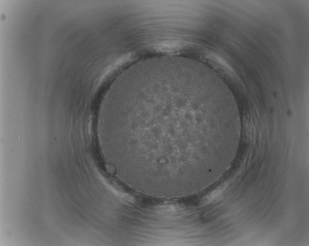 X0000063510404200601271816