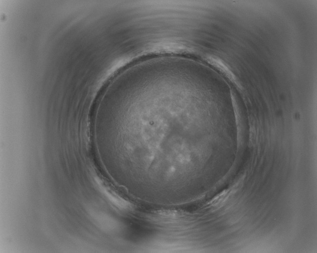 X0000063510439200601271814