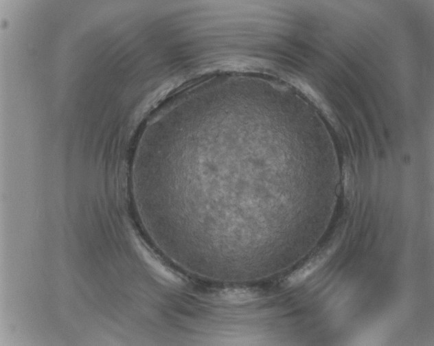 X0000063510445200601271815