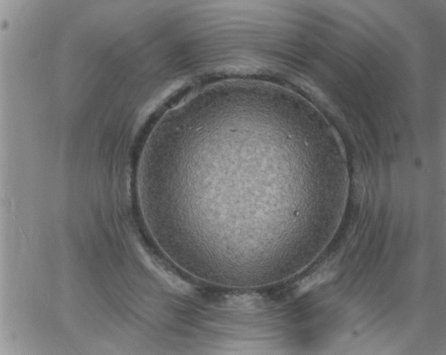 X0000063510446200601271815