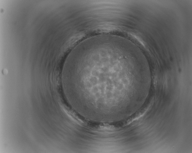 X0000063510455200601271815