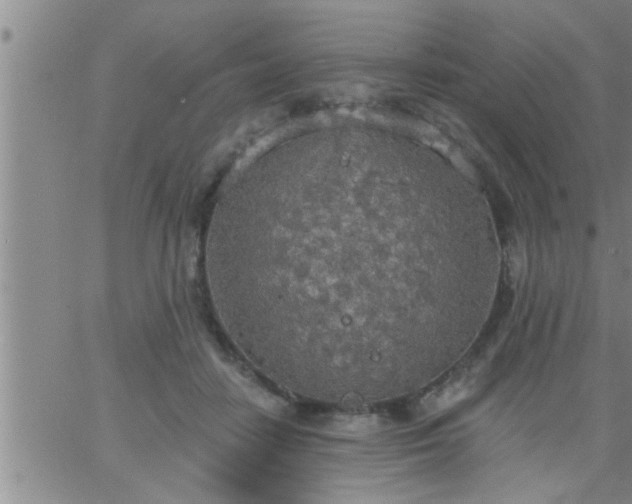 X0000063510458200601271815