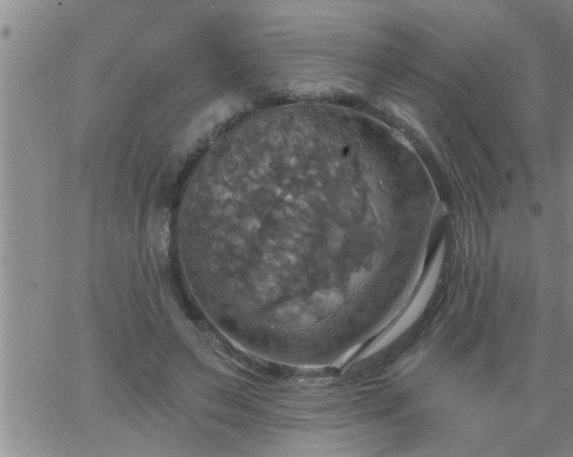 X0000063510495200601271814