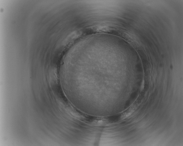 X0000063510506200601271814