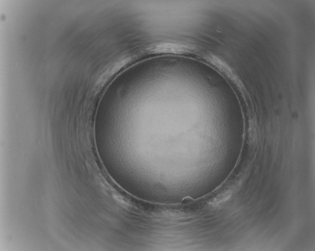 X0000063510529200601271813