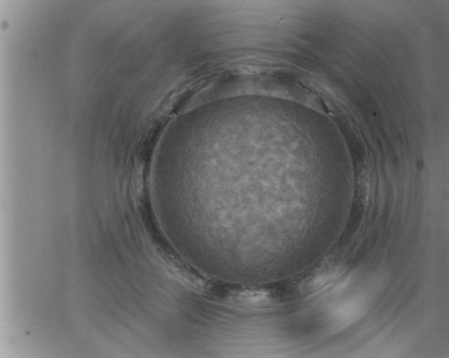 X0000063510554200601271813