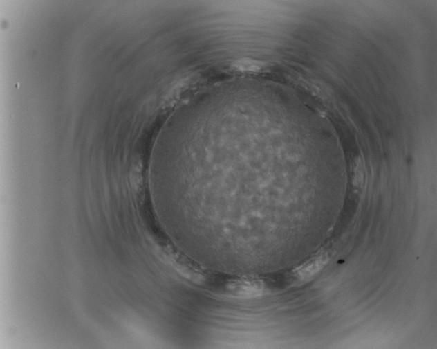 X0000063510559200601271813