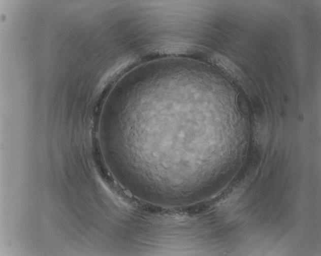 X0000063510586200601271813