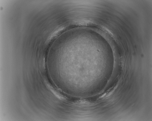 X0000063510589200601271813