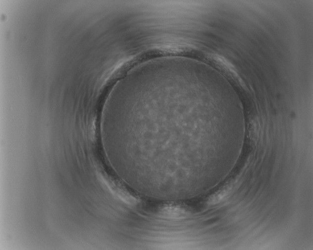 X0000063510596200601271812