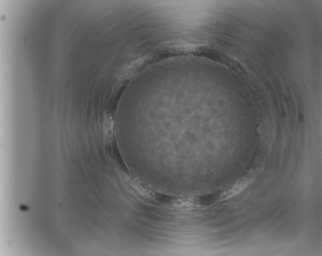 X0000063510624200601271812