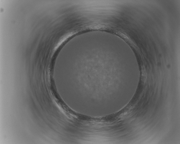 X0000063510626200601271811