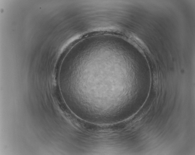 X0000063510628200601271811