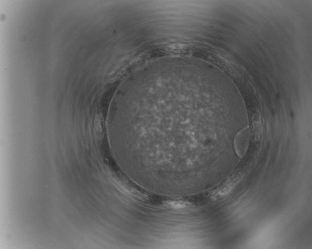 X0000063510654200601271812