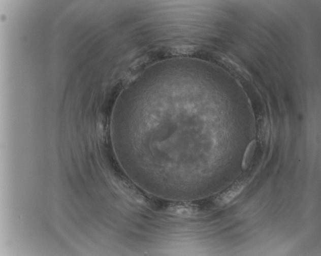 X0000063510655200601271812