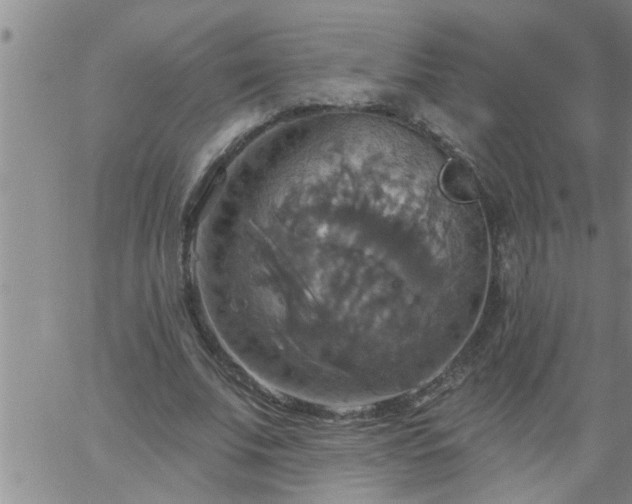 X0000063510679200601271811