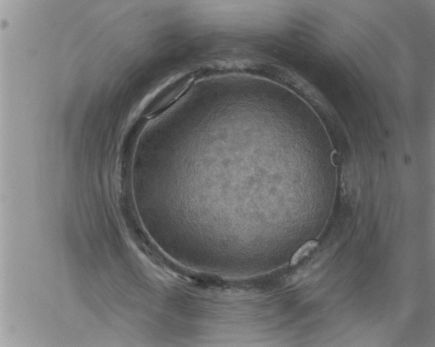 X0000063510722200601271810