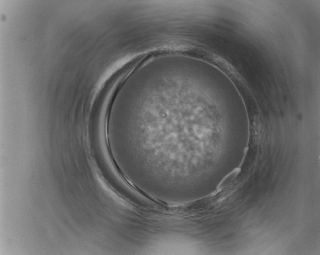 X0000063510726200601271810