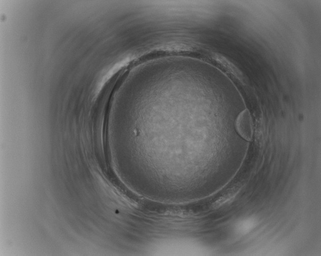 X0000063510727200601271810