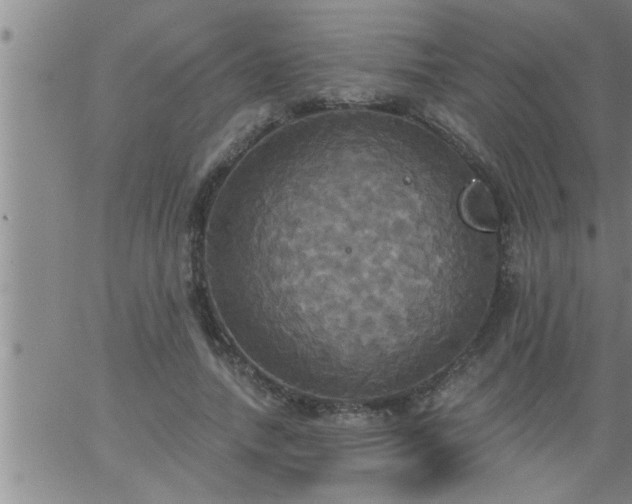 X0000063510738200601271810