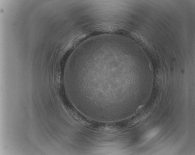 X0000063510739200601271810