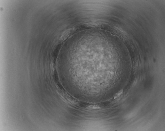 X0000063510749200601271810