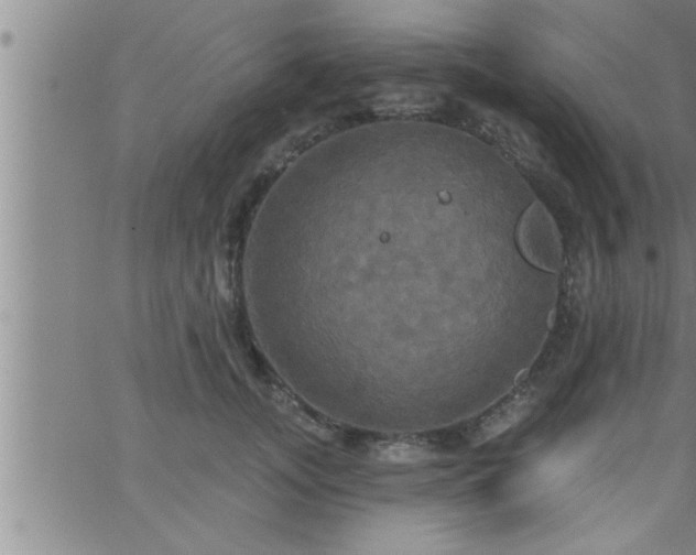 X0000063510755200601271810