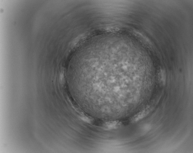 X0000063510757200601271810