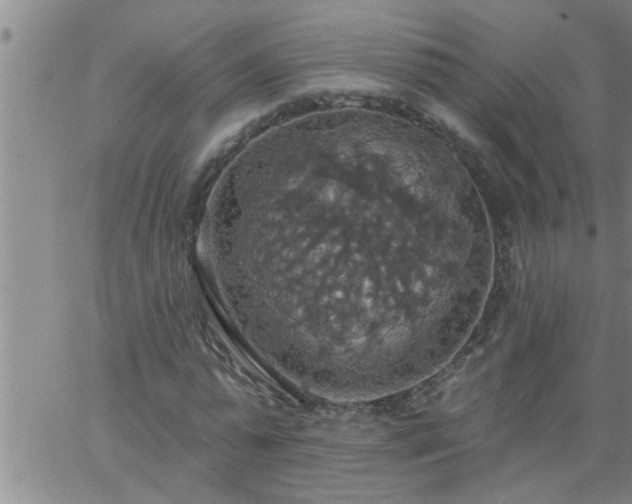 X0000063510775200601271810