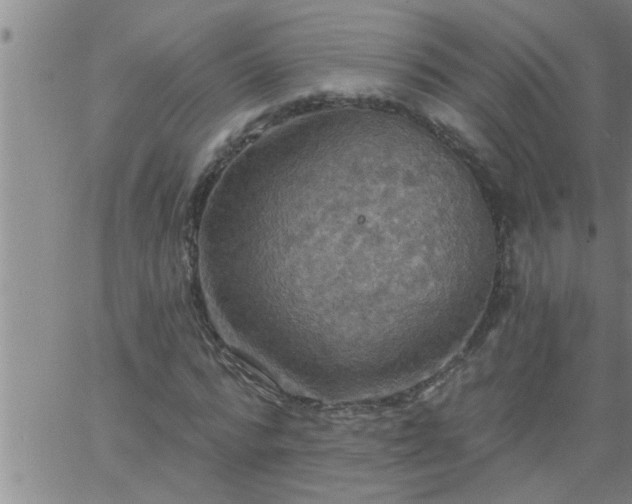 X0000063510776200601271810