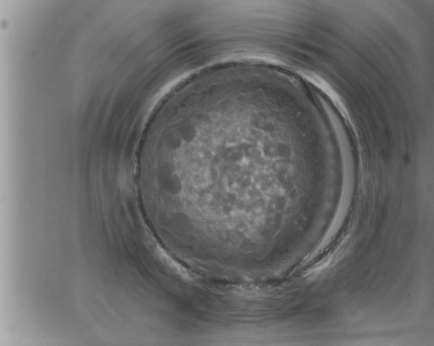 X0000063510799200601271809